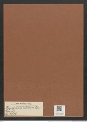 Plagiogramma validium Grev. (de-Toni-Nr.: Genus 83, Species 2919) Zeichnungen Sammlung Grunow Mappe 03090 (Herbarium_W_Grunow_drawings_Folder_03090)